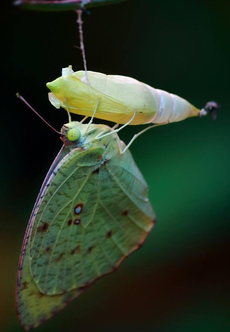 Papillon vert suspendu à sa chrysalide